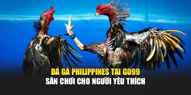 Đá Gà Philippines Tại GO99 – Sân Chơi Cho Người Yêu Thích
